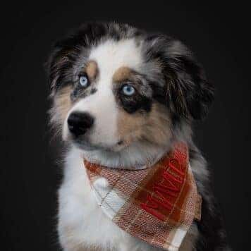 Photo of Maverick